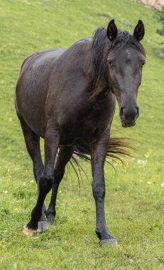 Kahverengi at yakın planda. Ön manzara. At çerçeveye bakar. Dağ otlağı. Çiftlik hayvanları üretimi kavramı