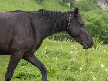 Boynunda zincir olan kahverengi bir atın yakın çekimi. Yan görüş. Arka planda yeşil çimenler var. Sığır yetiştirme kavramı