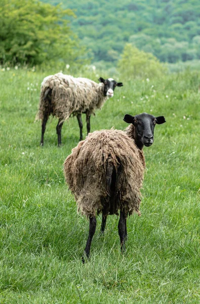 Two Sheep Dirty Hair Stand Backs Camera Heads Turned Look — Stock Photo, Image