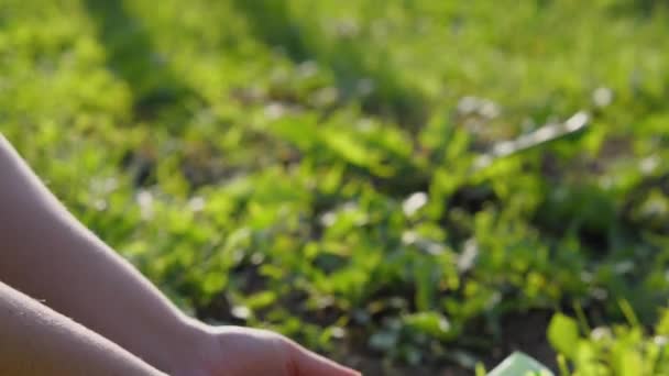 Dłonie Kobiet Wylewają Ziarna Pszenicy Zbiorach Zbliżenie Koncepcja Rolnictwa — Wideo stockowe