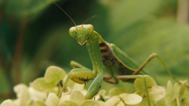Stor Grön Mantis Sitter Blomma Han Tittar Kameran Och Flyttar — Stockvideo
