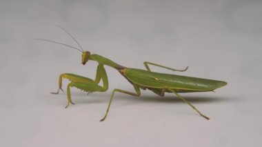 Büyük yeşil bir peygamber devesi beyaz bir yüzeyde sürünür. Yan görüş. Doğadaki böcekler kavramı