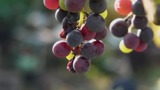 Aglomerados Uvas Maduras Escuras Numa Vinha Movimento Câmera Baixo Para — Vídeo de Stock