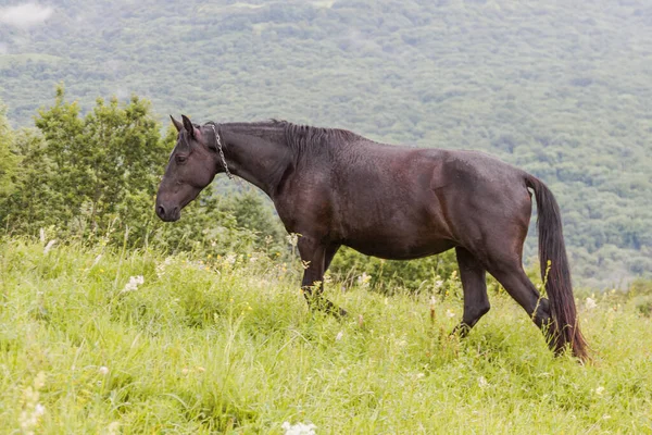 Темно Коричневый Конь Цепью Шее Фоне Леса Зеленой Травы Концепция — стоковое фото
