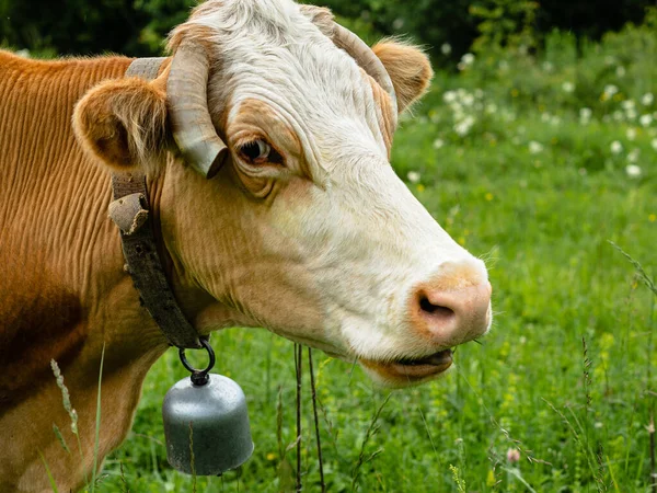 Cabeza Vaca Sobre Fondo Hierba Borrosa Cuello Cuelga Una Campana — Foto de Stock