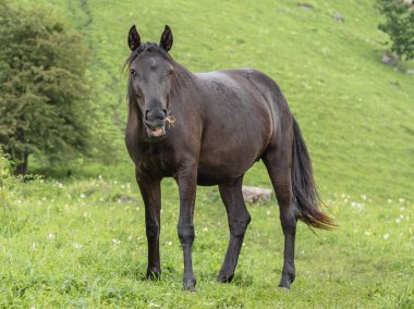 Ağzında çimen olan kahverengi at. Ağız açık, kameraya bakıyor. Arka planda yeşil çimenler var. Dağ otlağı. Çiftlik hayvanları üretimi kavramı