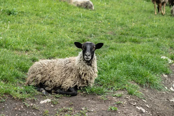 Una Oveja Con Lana Sucia Yace Sobre Hierba Verde Mira — Foto de Stock