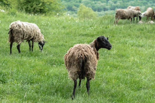 Egy Sáros Hajú Bárány Háttal Áll Kamerának Fekete Fej Elfordul — Stock Fotó