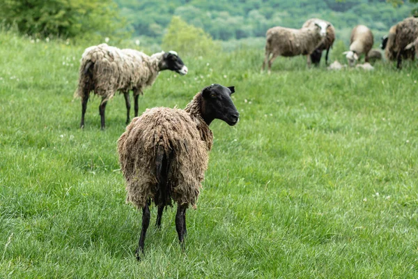 Egy Koszos Hajú Bárány Hátrafelé Néz Kamerába Belenéz Zöld Más — Stock Fotó