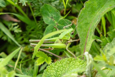 Yeşil çimenlerde saklanan büyük yeşil bir çekirge. Böcek yakın plan