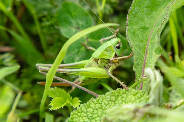 Big Green Grasshopper Hides Grass Close Insect Wild — Stock Photo, Image