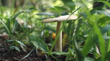 Ormandaki yeşil çimlerin arasında yenilemez mantar. Yakın plan. Kameranın soldan sağa hareketi