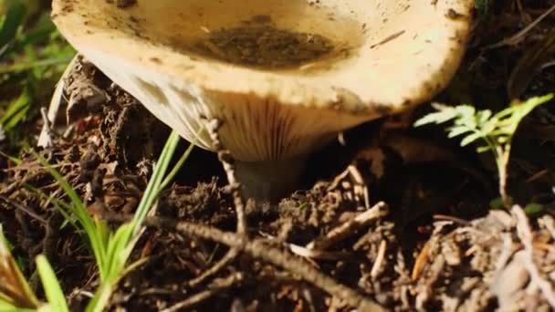 Ein Waldpilz Mit Regenwasser Der Kappe Nahaufnahme Pilzkiemen Deutlich Sichtbar — Stockvideo