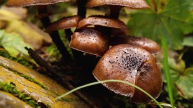 Kahverengi mantarlara yakın plan Galerina Marginata. Ormandaki kayalar ve yapraklar arasında zehirli mantarlar