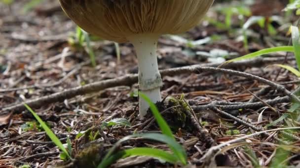 Close Forest Mushroom Pine Needles Grass Mushroom Gills Clearly Visible — Stock Video