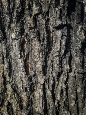 Kırsal ahşap arka plan. Ağaç gövdesi.