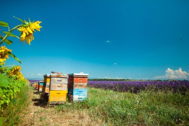Yaz aylarında Provence