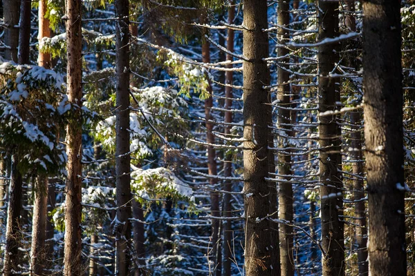 Sluneční paprsky a sníh na borovic — Stock fotografie