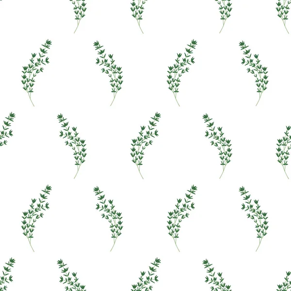 Απρόσκοπτη μοτίβο με θυμάρι Sprigs σε λευκό φόντο — Διανυσματικό Αρχείο