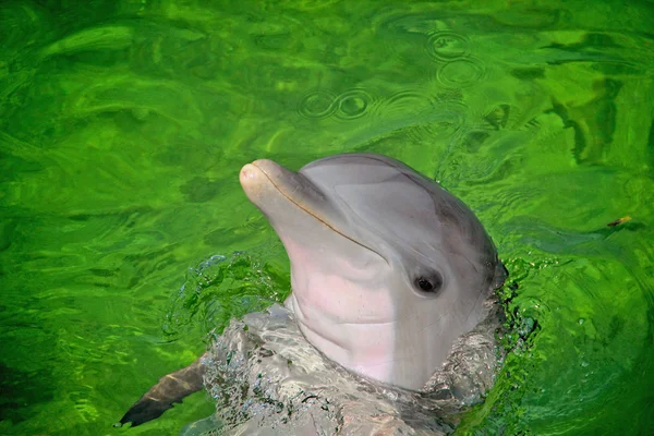 Butelka Delfin nosem Zdjęcie Stockowe