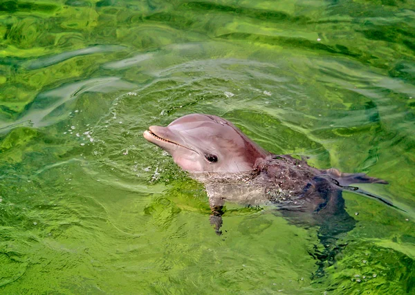 Flaska nosed dolphin Royaltyfria Stockfoton