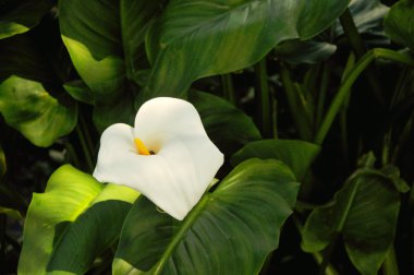 Beyaz çiçek yetişir