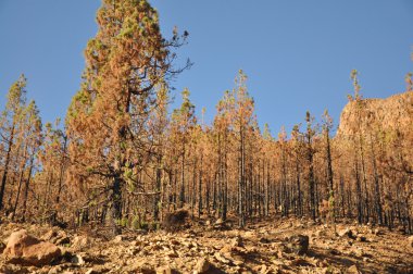 Orman Tenerife Adası