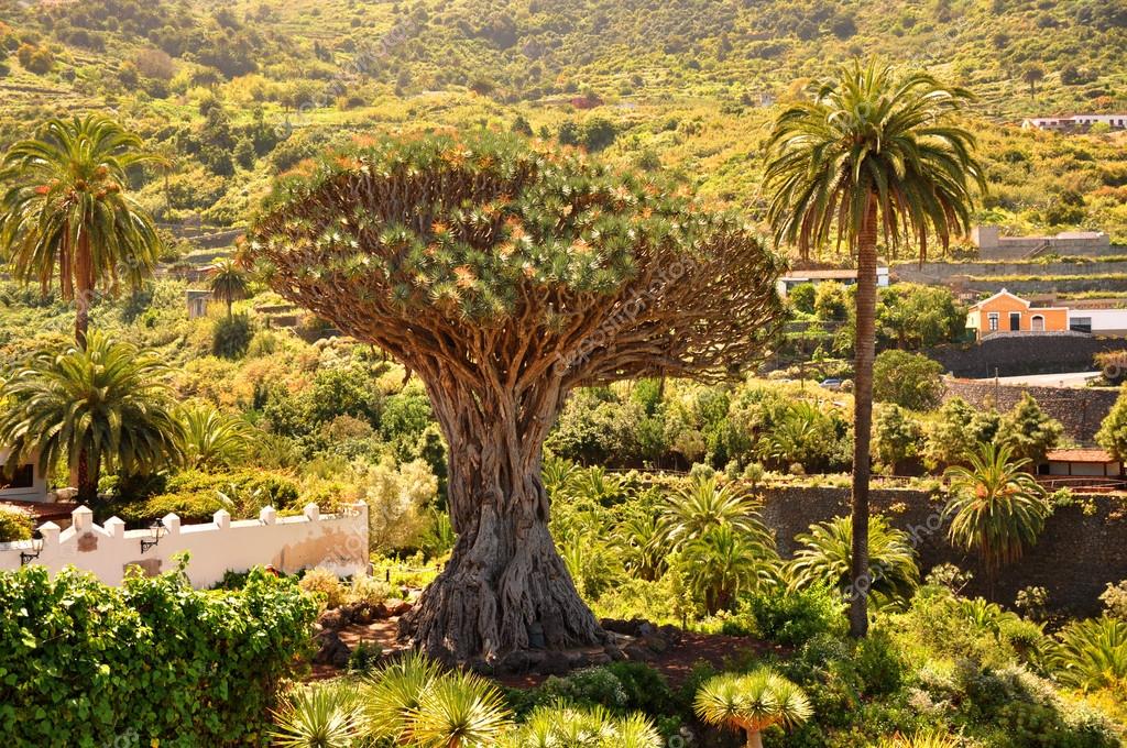 dragon tree is a sacred symbol of tenerife, canary islands.