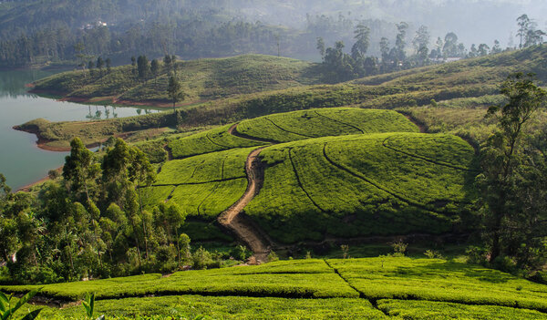 Чайная плантация в горной местности недалеко от Хаттона, Шри-Ланка

