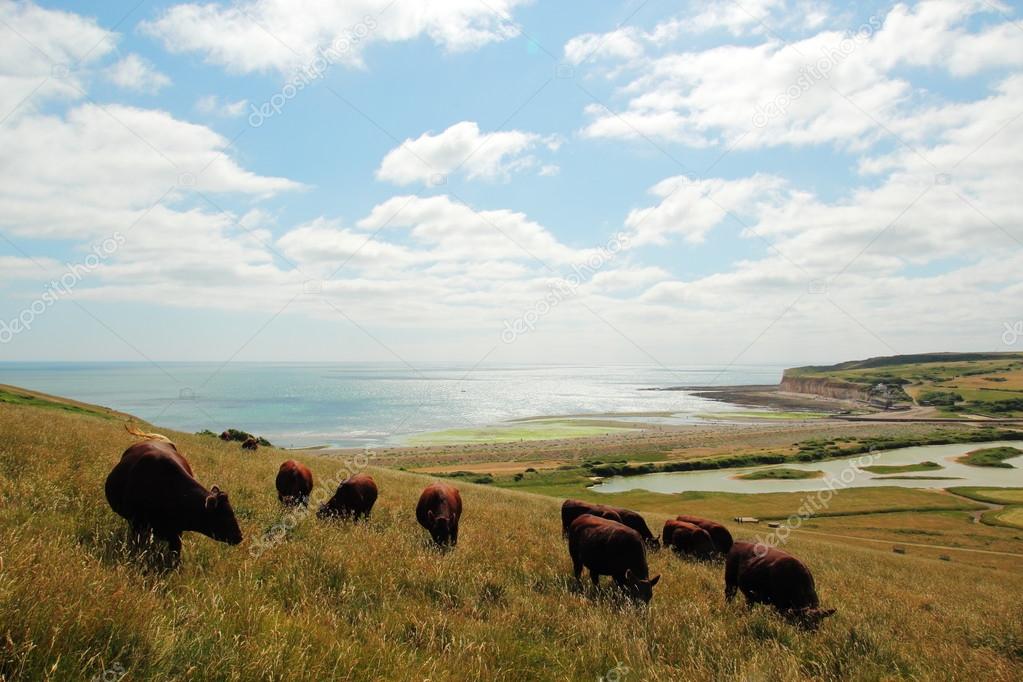 Cattle breeding in England