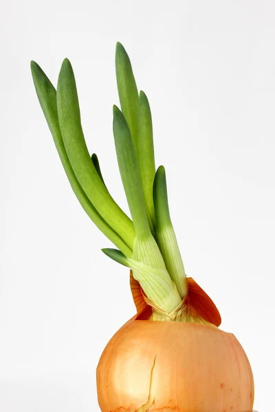 Growing onion — Stock Photo, Image