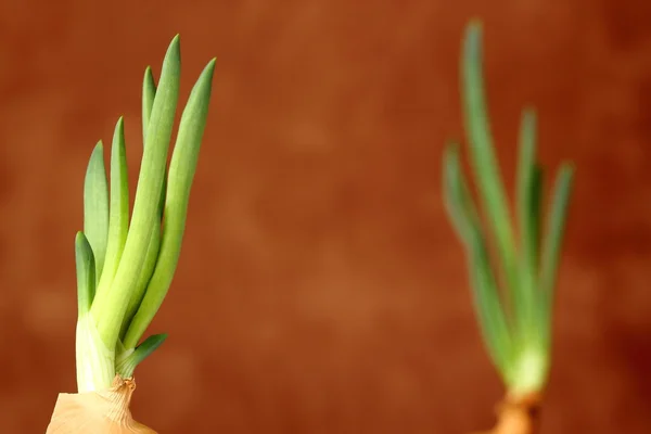 Growing onions — Stock Photo, Image