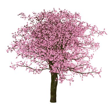 Sakura ağacı, kiraz, izole