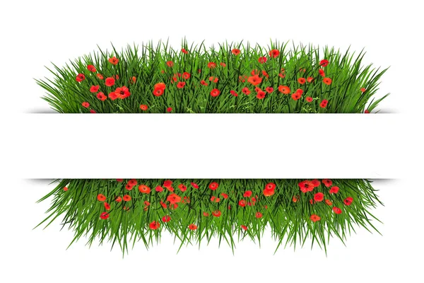 Banner with green grassand red poppy, isolated — Stock Photo, Image