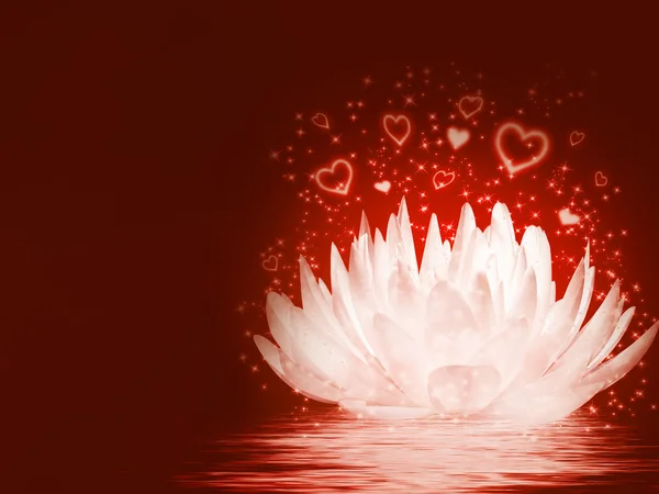 Magical lotus flower — Stock Photo, Image