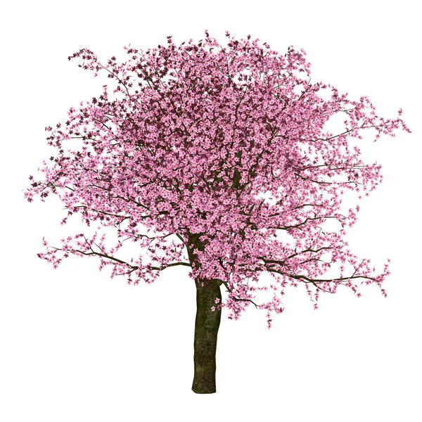 Sakura boom, kersen, geïsoleerd — Stockfoto