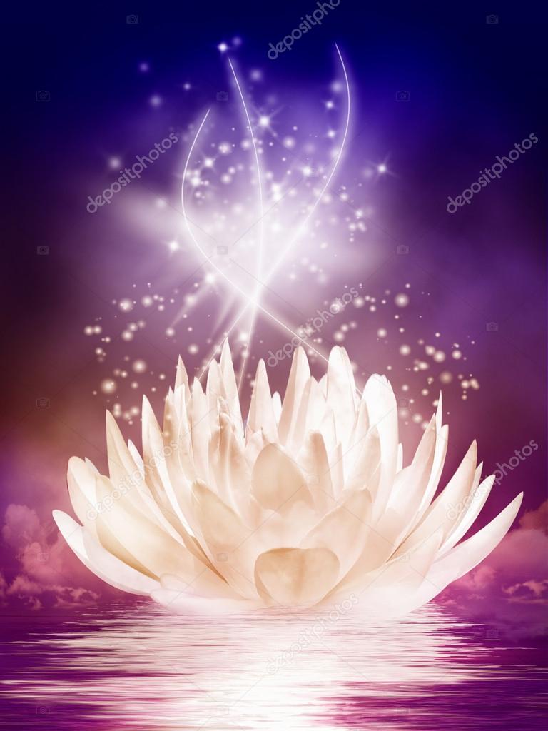 Magical water lily in the night — Stock Photo © mentona 63732957