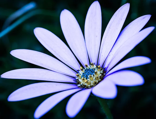 Light Purple Flower Power Macro — Stock Photo, Image