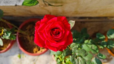 Bahçedeki güzel çiçekler