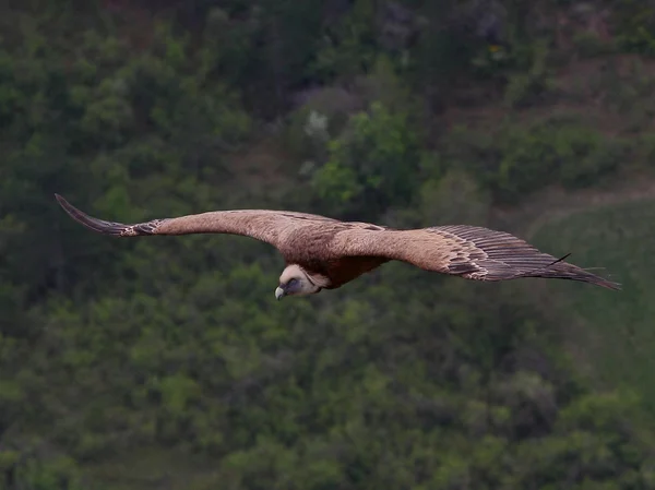 Vautour fauve —  Fotos de Stock