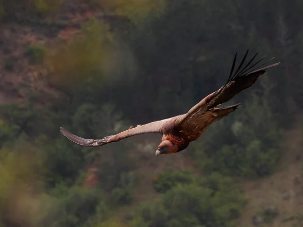 Vautour fauve Foto Stock