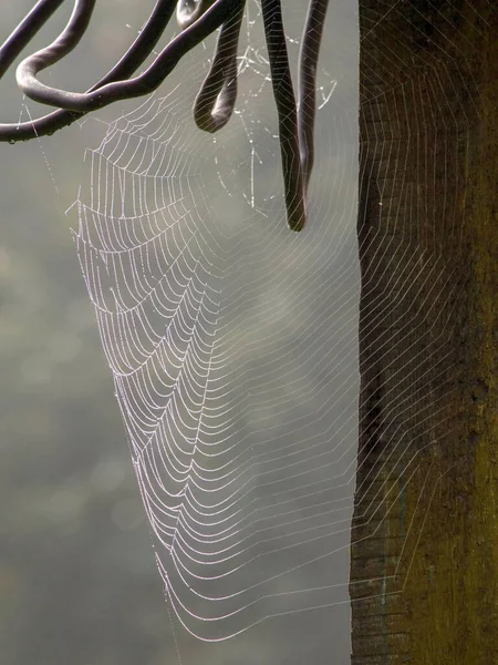 Sabahın köründe örümcek ağı