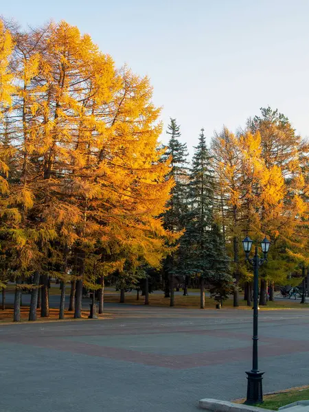 Şehir parkında sonbahar ormanı