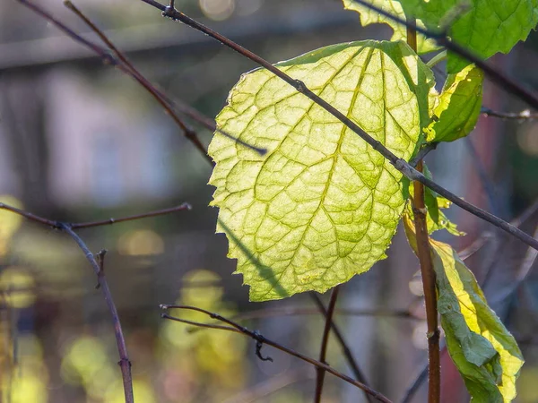 Son sonbahar yaprakları şehirdeki ağaçlarda
