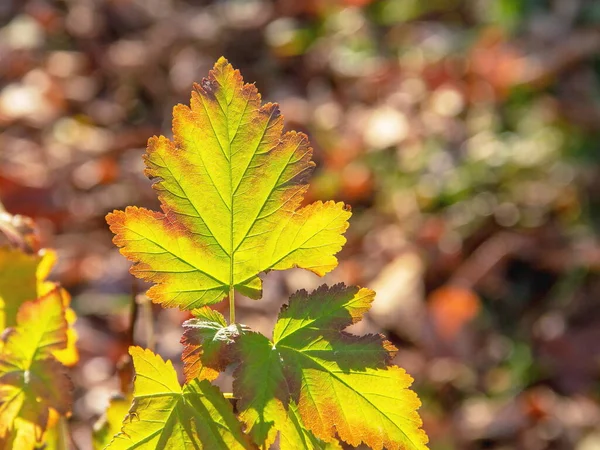 Son sonbahar yaprakları şehirdeki ağaçlarda