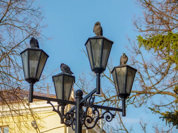 Gołębie Latarniach Parku — Zdjęcie stockowe