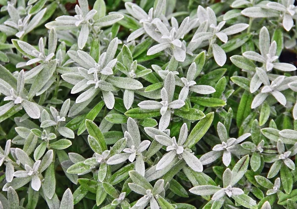 Çiçekten yapılmış halı.