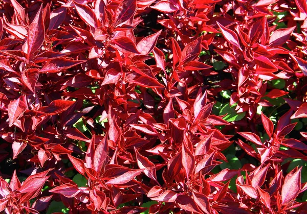 Çiçekten yapılmış halı.