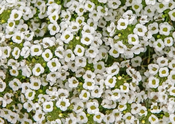 Çiçekten yapılmış halı.