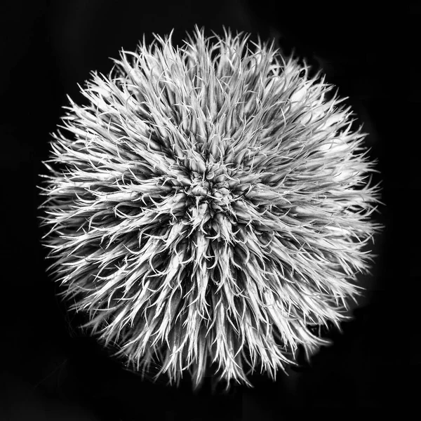 Monokromda dekoratif yay kurulumu